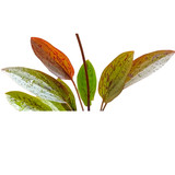 Echinodorus 'Red Mystery'