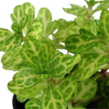 Shinnersia 'Weiss-Grün'