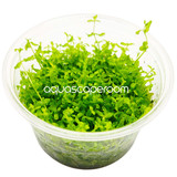 Hemianthus Micranthemoides Tissue Culture