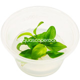 Anubias Nana 'Golden' Tissue Culture