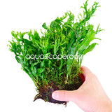 Microsorum Windelov on Moss Shell