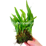 Microsorum Pteropus on Moss Shell