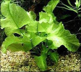 Nuphar japonica ‘Spatterdock’