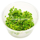 Hydrocotyle Tripartita Mini 'Variegated' Tissue Culture