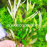 Hygrophila lacustris