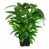 Hygrophila corymbosa 'Stricta' XL Pot