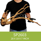 Spider Driftwood SP2603