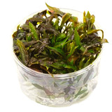 Cryptocoryne walkeri Tissue Culture