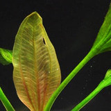 Echinodorus 'Apart'