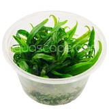 Microsorum pterpus 'Narrow Leaf' Red Tissue Culture
