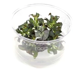 Ludwigia Glandulosa Tissue Culture