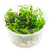 Limnophila Hippuridoides Tissue Culture