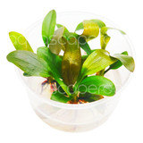 Echinodorus Rose Tissue Culture