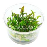 Cryptocoryne Yujii Tissue Culture