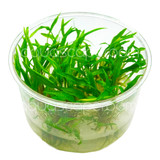 Cryptocoryne Wendtii Green Tissue Culture