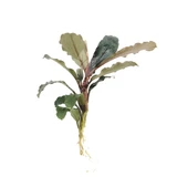 Bucephalandra alamanda