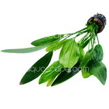 Echinodorus Horemanii 'Green'