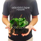 Premium Anubias Broad Leaf on Driftwood (8-10")