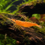 Orange Shrimp (Pre-Order)
