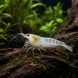 Snowball Shrimp (Pre-Order)