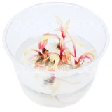 Cryptocoryne var. balansae 'Pink' Tissue Culture