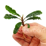 Bucephalandra sintang