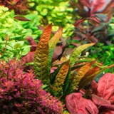 Microsorum pteropus 'Orange Narrow'