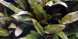 Potted Cryptocoryne Wendtii 'Tropica'