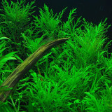Hygrophila Difformis (Water Wisteria)