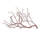 Manzanita Red Branch *MNZ12