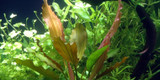 Potted Echinodorus 'Rose'