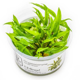 1-2-Grow! Cryptocoryne wendtii 'Green'
