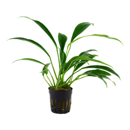 Anubias Plants for Sale in Canada AquascapeRoom