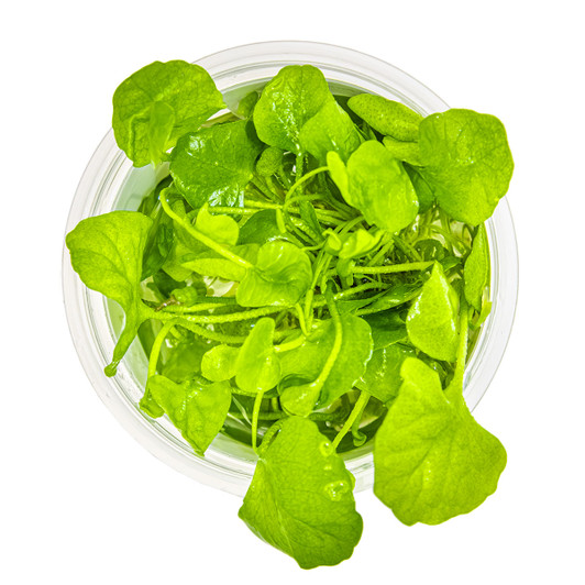 1-2-Grow! Nymphoides Hydrophylla 'Taiwan'