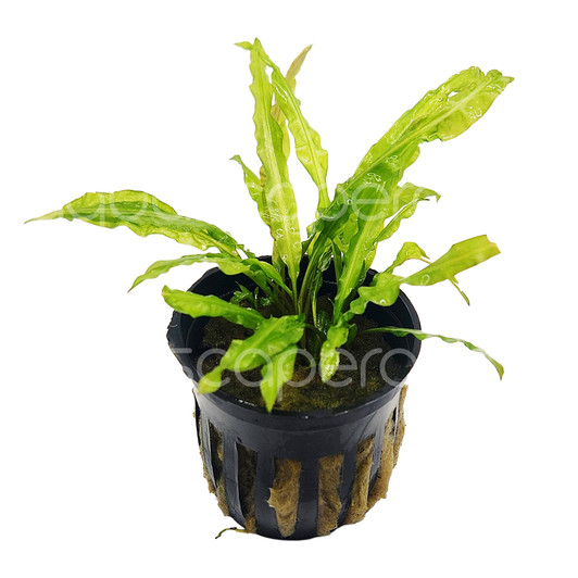 Cryptocoryne Crispatula 'Balansae'