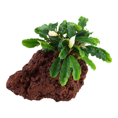 Intermediate Aquarium Plants For Sale in Canada AquascapeRoom