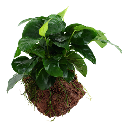 Anubias Plants for Sale in Canada AquascapeRoom