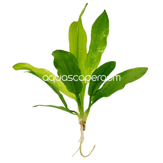 Echinodorus Martii 'Ruffle Sword'