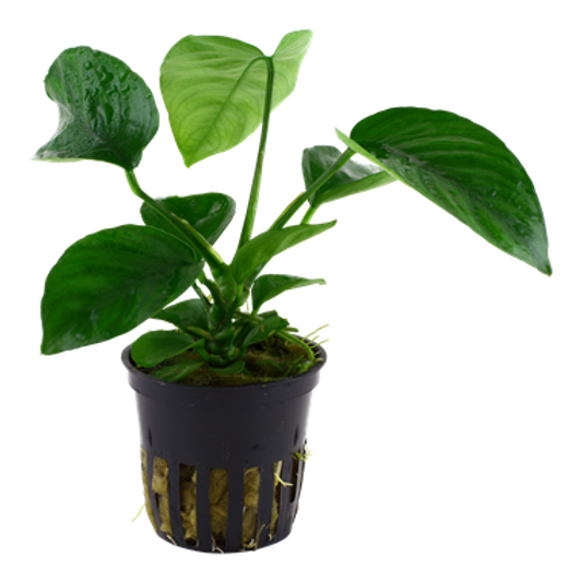 Anubias Plants for Sale in Canada AquascapeRoom