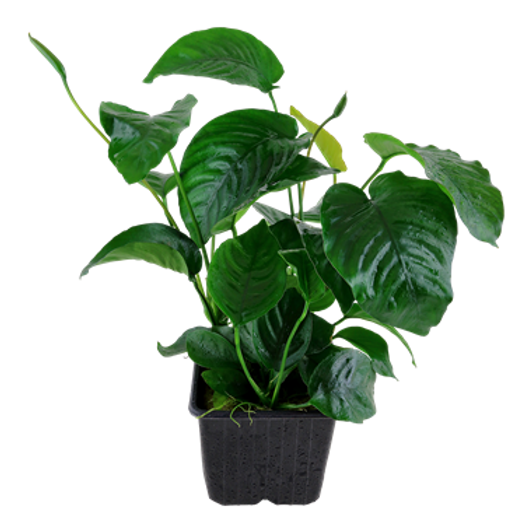 Anubias Plants for Sale in Canada AquascapeRoom