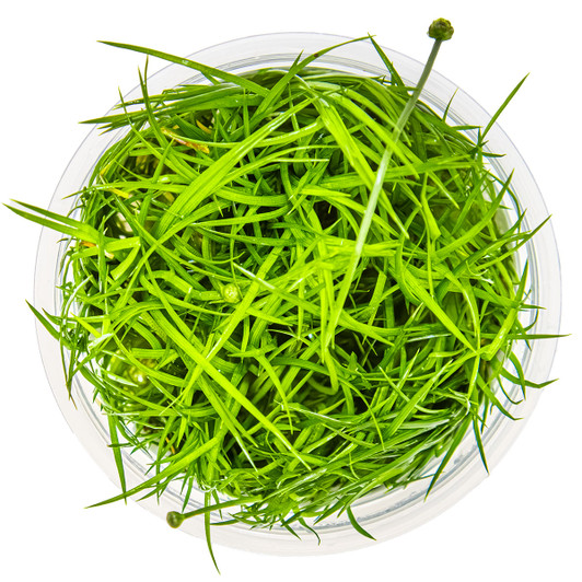 1-2-Grow! Eriocaulon 'Cinereum'