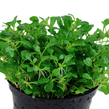 Advanced Aquarium Plants For Sale in Canada AquascapeRoom