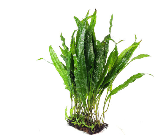 Java Fern Mat (4"x3") *JVRNAT