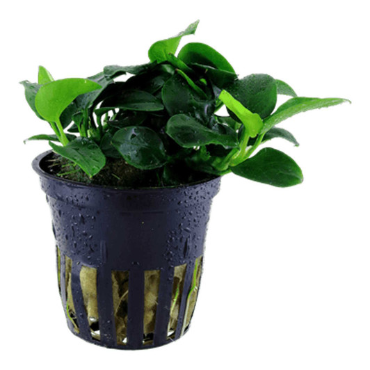 Anubias Nana Petite