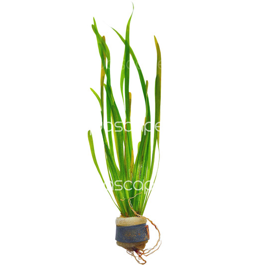 Vallisneria Spiralis