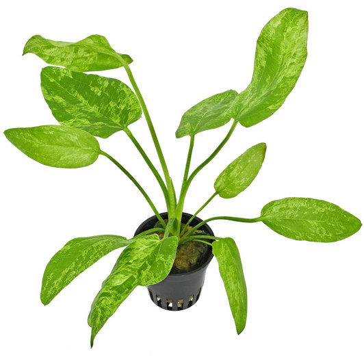 Potted Echinodorus Marble Queen