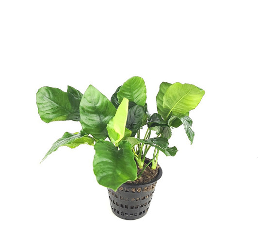 Anubias Barteri 'Wrinkle Leaf' XL Pot *MPWL