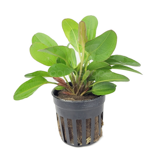 Potted Echinodorus 'Small Bear' Potted Echinodorus 'Small Bear'
