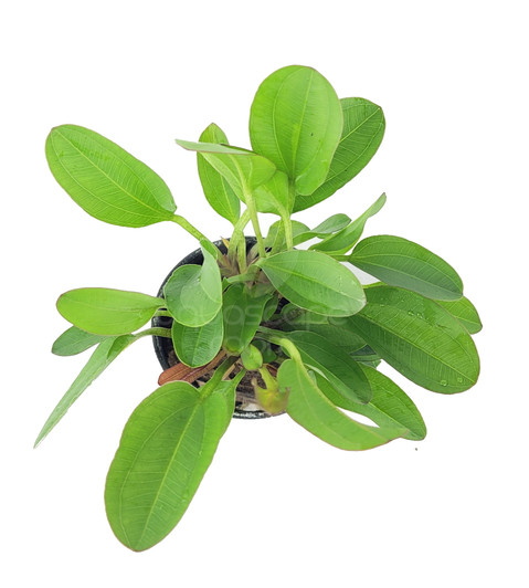 Potted Echinodorus 'Small Bear' Potted Echinodorus 'Small Bear'