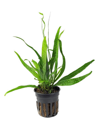 Potted Microsorum Pteropus 'Philippine Mini' Potted Microsorum Pteropus 'Philippine Mini'